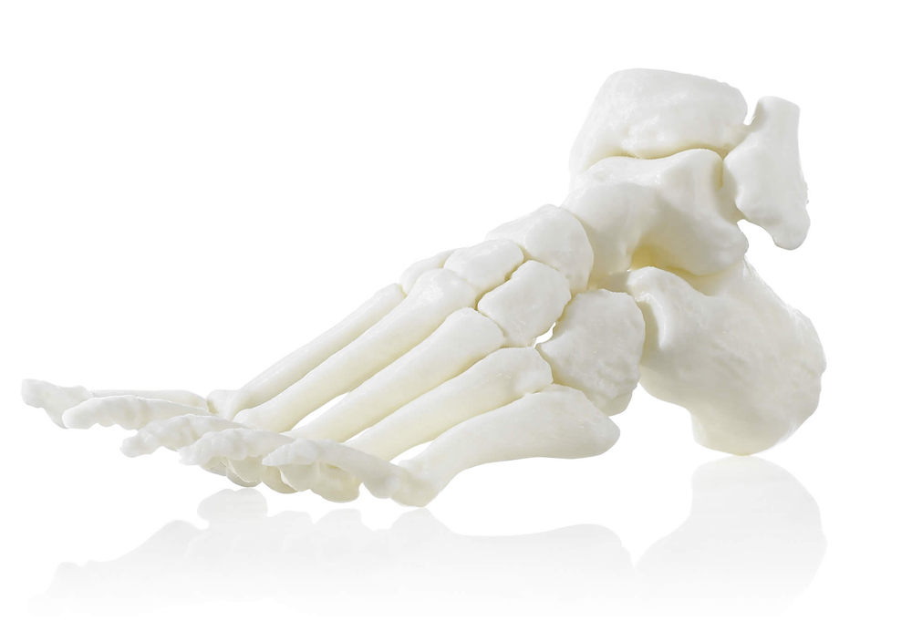 White ABS-M30i anatomical model of a foot and ankle